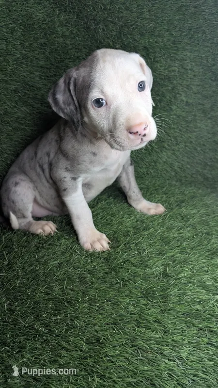 HILO 🌴 – American Bully puppy for sale in Grovetown, GA