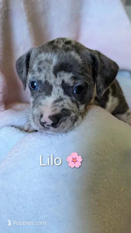 LILO 🌸 – American Bully puppy for sale in Grovetown, GA