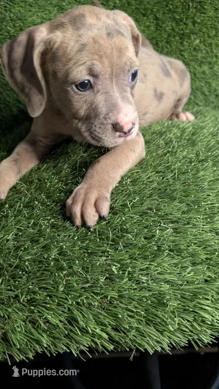 MAUI 🏝️ – American Bully puppy for sale in Grovetown, GA