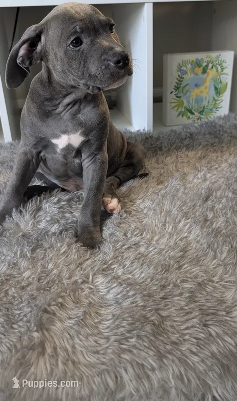 KOA 💙 – American Bully puppy for sale in Grovetown, GA