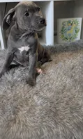 KOA 💙, a male American Bully for sale in Grovetown, GA – 1 of 8