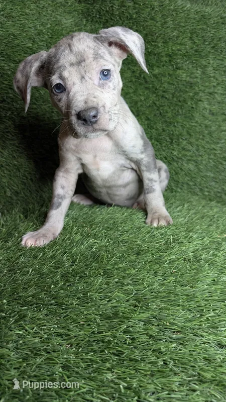 LEI'A 💜 – American Bully puppy for sale in Grovetown, GA