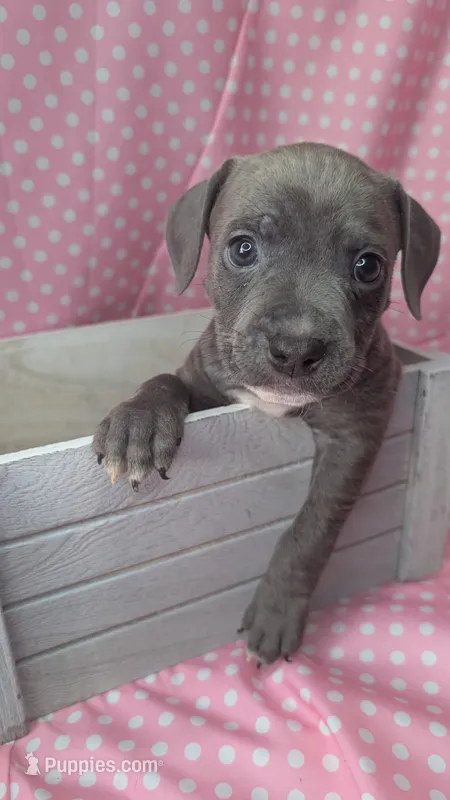 KOA 🖤 – American Bully puppy for sale in Grovetown, GA