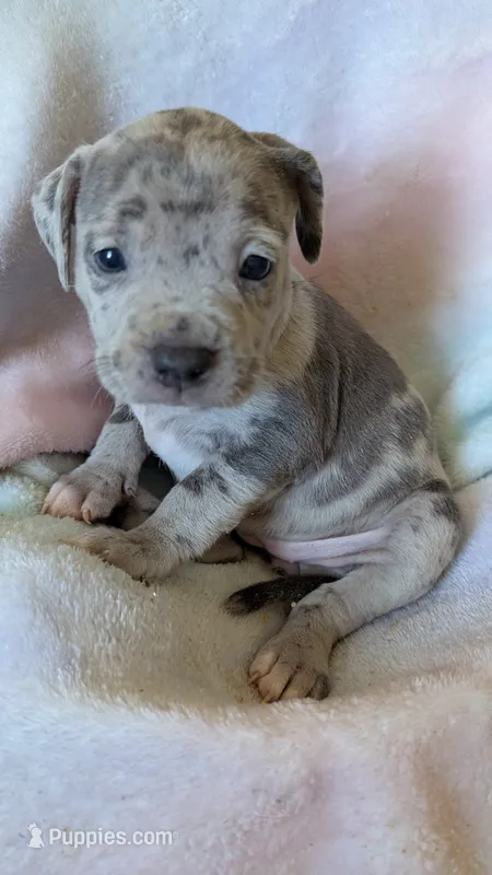 LEI'A 💜 – American Bully puppy for sale in Grovetown, GA