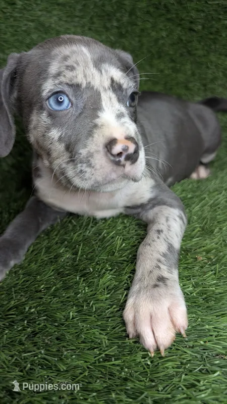 LILO 🌸 – American Bully puppy for sale in Grovetown, GA