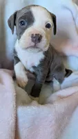 MALIA 💕, a female American Bully for sale in Grovetown, GA – 5 of 6