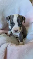 KAIA 🌼, a female American Bully for sale in Grovetown, GA – 7 of 7