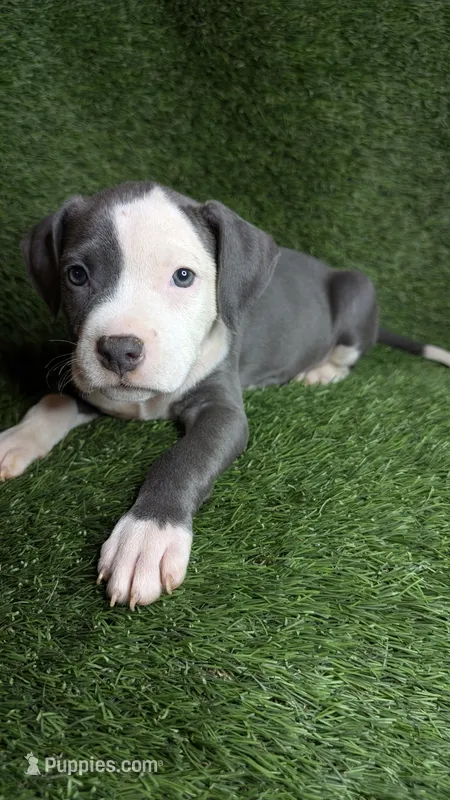 MALIA 💕 – American Bully puppy for sale in Grovetown, GA
