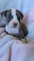 KAIA 🌼, a female American Bully for sale in Grovetown, GA – 2 of 7