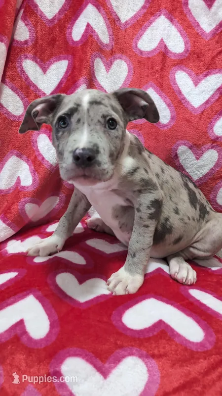 Raider, a male American Bully for sale in Grovetown, GA – Photo 1 of 4