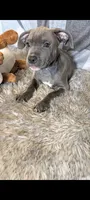 KOA 💙, a male American Bully for sale in Grovetown, GA – 2 of 8