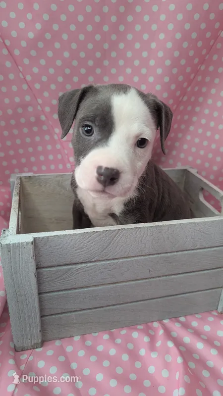 MALIA 💕 – American Bully puppy for sale in Grovetown, GA