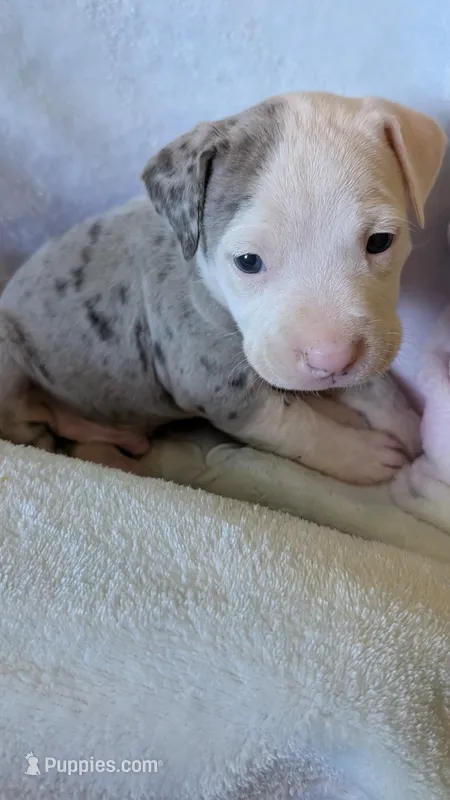HILO 🌴 – American Bully puppy for sale in Grovetown, GA