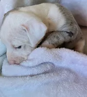 HILO 🌴, a male American Bully for sale in Grovetown, GA – 3 of 7