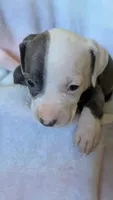 MELI 🌺, a female American Bully for sale in Grovetown, GA – 2 of 5