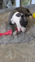 MELI 🌼, a female American Bully for sale in Grovetown, GA – 3 of 8