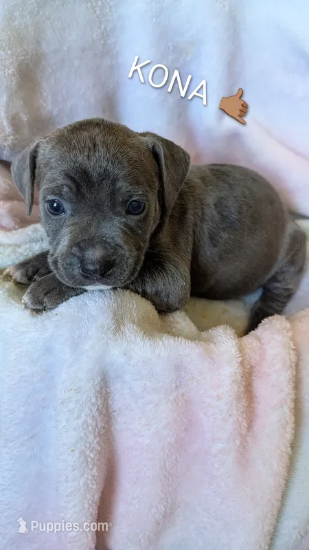 KOA 🖤 – American Bully puppy for sale in Grovetown, GA
