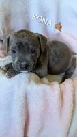 KOA 🖤, a male American Bully for sale in Grovetown, GA – 1 of 6