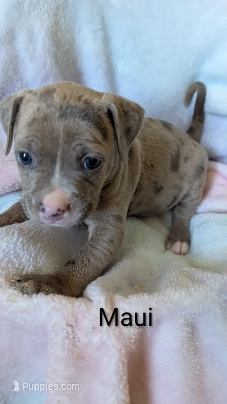MAUI 🏝️ – American Bully puppy for sale in Grovetown, GA