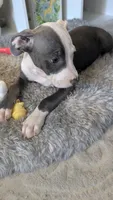 MELI 🌼, a female American Bully for sale in Grovetown, GA – 2 of 8