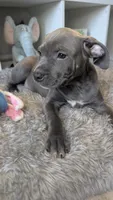 KOA 💙, a male American Bully for sale in Grovetown, GA – 6 of 8