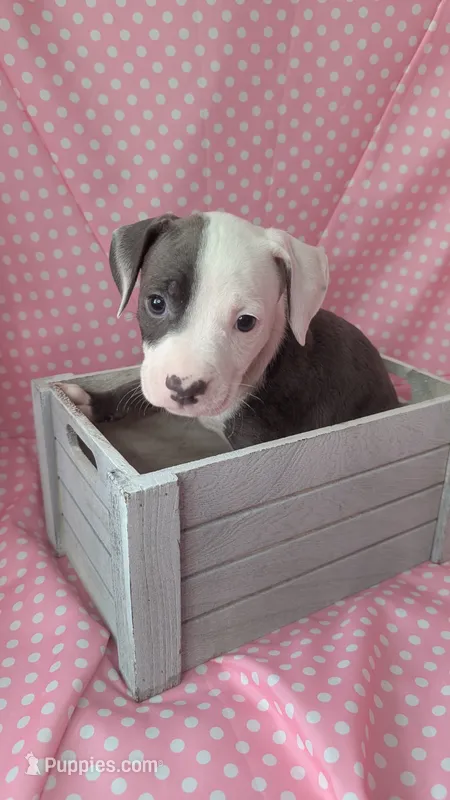 MELI 🌺 – American Bully puppy for sale in Grovetown, GA