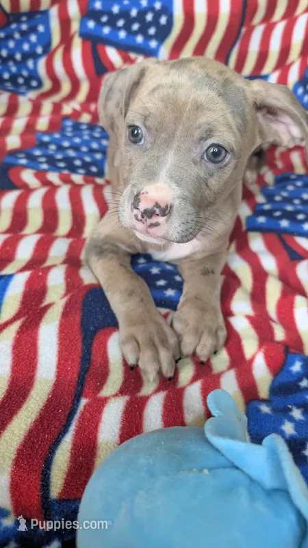 MAUI 🏝️ – American Bully puppy for sale in Grovetown, GA