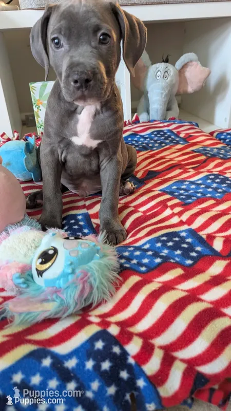 KONA 💙 – American Bully puppy for sale in Grovetown, GA