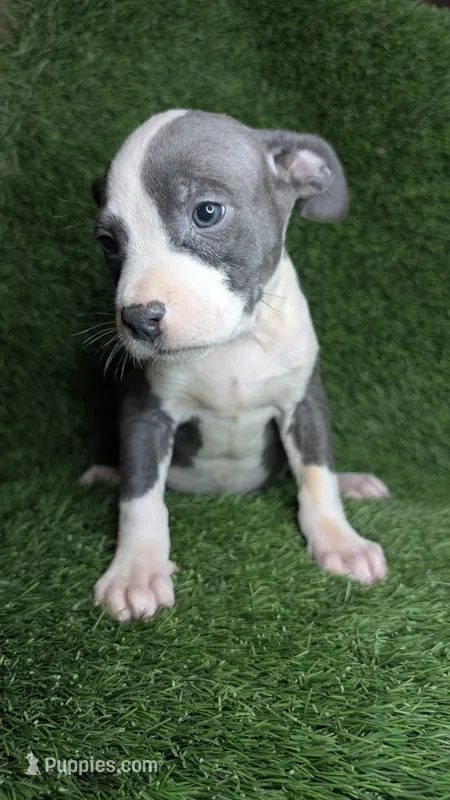 KAIA 🌼 – American Bully puppy for sale in Grovetown, GA