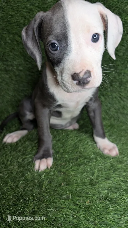 MELI 🌺 – American Bully puppy for sale in Grovetown, GA