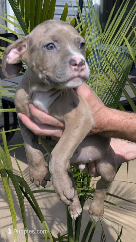 MAUI 🏝️ – American Bully puppy on hold in Grovetown, GA