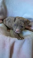 MAUI 🏝️, a male American Bully for sale in Grovetown, GA – 6 of 6