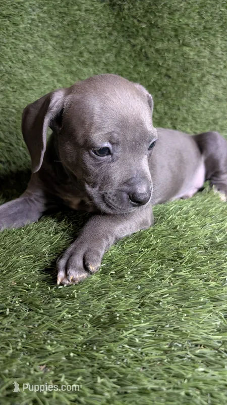 KONA 💙 – American Bully puppy for sale in Grovetown, GA