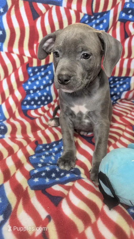 KONA 💙 – American Bully puppy for sale in Grovetown, GA