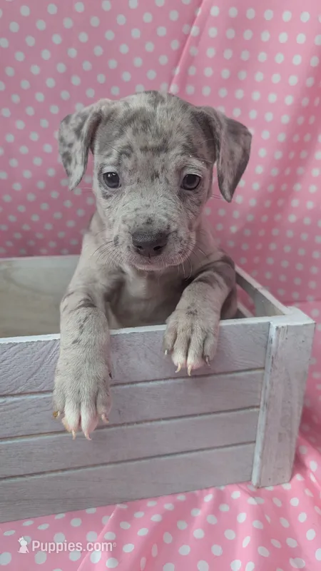 LEI'A 💜 – American Bully puppy for sale in Grovetown, GA