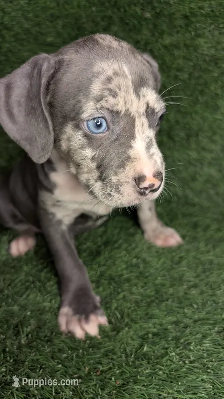 LILO 🌸 – American Bully puppy for sale in Grovetown, GA