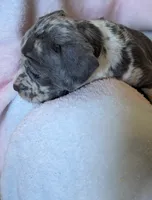 LILO 🌸, a female American Bully for sale in Grovetown, GA – 4 of 6