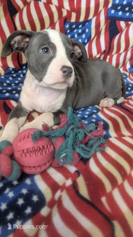 KAIA 🌼 – American Bully puppy for sale in Grovetown, GA