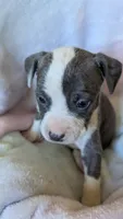 KAIA 🌼, a female American Bully for sale in Grovetown, GA – 5 of 7