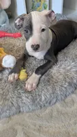 MELI 🌼, a female American Bully for sale in Grovetown, GA – 6 of 8