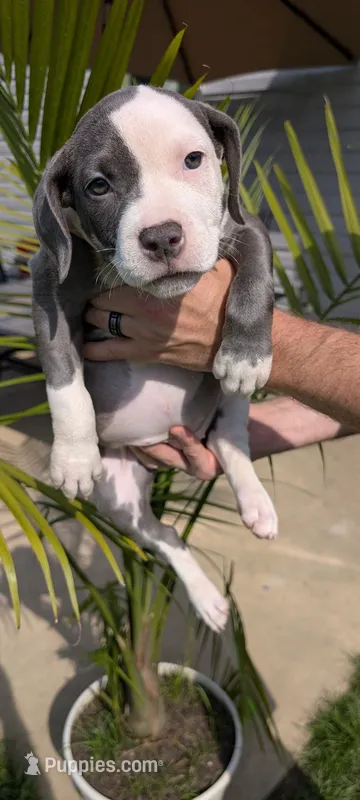 MALIA 💕 – American Bully puppy for sale in Grovetown, GA