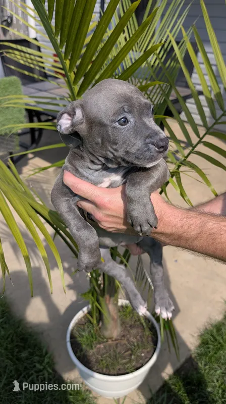 KONA 💙 – American Bully puppy for sale in Grovetown, GA