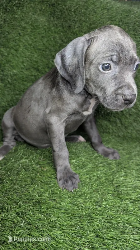 KOA 🖤 – American Bully puppy for sale in Grovetown, GA