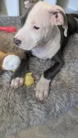 MELI 🌼, a female American Bully for sale in Grovetown, GA – 7 of 8