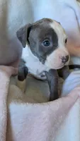 MALIA 💕, a female American Bully for sale in Grovetown, GA – 2 of 6