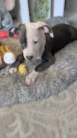 MELI 🌼, a female American Bully for sale in Grovetown, GA – 1 of 8