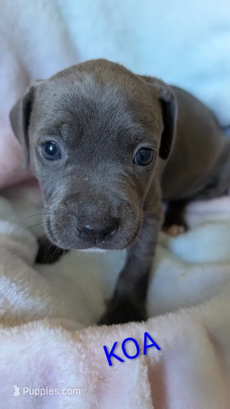 KONA 💙 – American Bully puppy for sale in Grovetown, GA