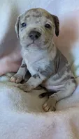 LEI'A 💜, a female American Bully for sale in Grovetown, GA – 2 of 6