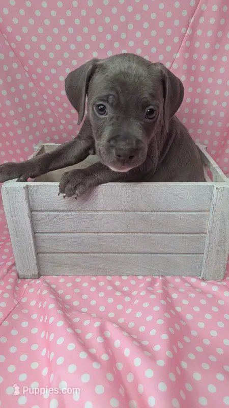 KONA 💙 – American Bully puppy for sale in Grovetown, GA