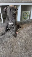 KOA 💙, a male American Bully for sale in Grovetown, GA – 3 of 8